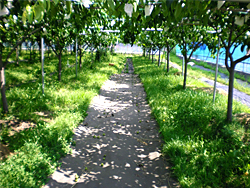 金沢市内の梨畑